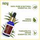 Rey Naturals Eucalyptus Essential Oil 15 ml - Essential Oils