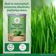 Organic India Wheat Grass Powder 100 gm - Speciality Medicines