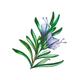 Brillare Professional Oil Away Power Drops, 100% Natural Face Serum with Tea Tree and Rosemary 15 ml - Face Serum