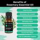 Organic Forest 100% VEGAN Rosemary Essential Oil 10 ml - Essential Oils