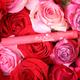 Daily Life Forever52 Velvet Rose Matte Lipstick Rs002 Rs002 2.5 gm - Lipsticks