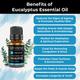 Organic Forest 100% VEGAN Eucalyptus Essential Oil 10 ml - Essential Oils