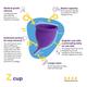 Lemme Be Z Menstrual Cup (M) - Menstrual Cups
