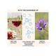 Skog Llp Revitalising Face Serum with Red Vine Extract 30 ml - Face Serum