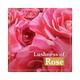Lux Rose Bloom Soap Bar 53 gm - Soaps