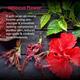 Keya Seth Aromatherapy Hibiscus Replenishing Hydra Mask 1 pack - Face Packs