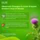 INLIFE Milk Thistle 800 mg Vegetarian Capsule 60's - Herbal Dietary Supplement