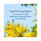 Love Beauty And Planet Natural Coconut Water and Mimosa Sulfate Free Body Wash 200 ml - Shower Gels & Body Wash