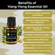 Organic Forest 100% VEGAN Ylang Ylang Essential Oil 10 ml - Essential Oils