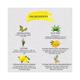Roots & Herbs Ashwagandha Skin Illuminating Kit 260 gm - Masks & Peels