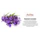 Aroma Galaxy (Alcohol Free) Fragrant Reed Diffuser Kit - Kashmiri Lavender 30 ml - Carrier Oils