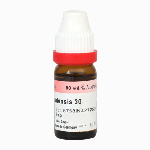 Dr. Reckeweg Sambucus Canadensis 30 Liquid 11 ml - Dilutions