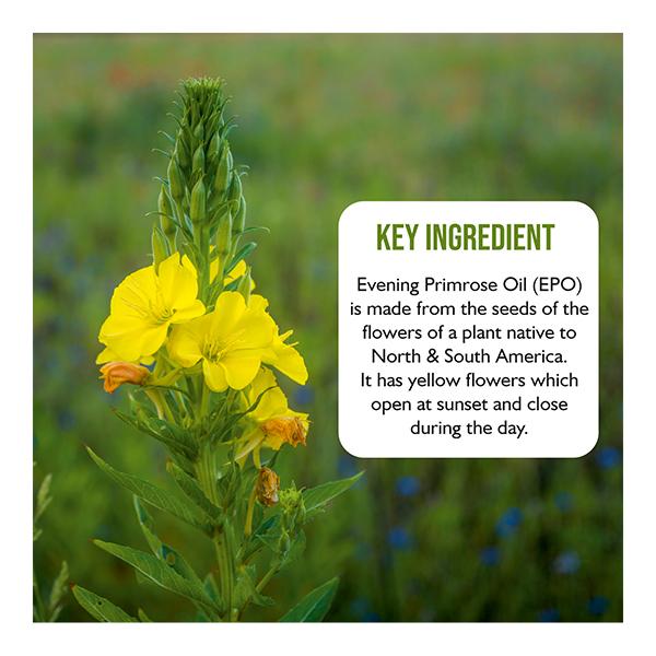 Onelife Evening Primerose Oil Softgel 60's - Vital Health