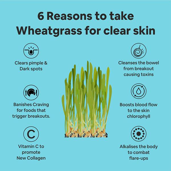 CF Wheatgrass Powder 100 gm - Herbal Dietary Supplement