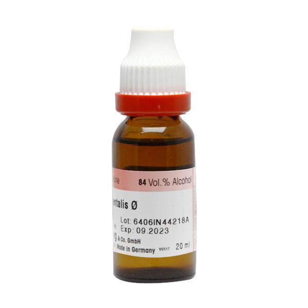 Dr. Reckeweg Thuja Occidentalis  Liquid 20 ml - Mother Tincture