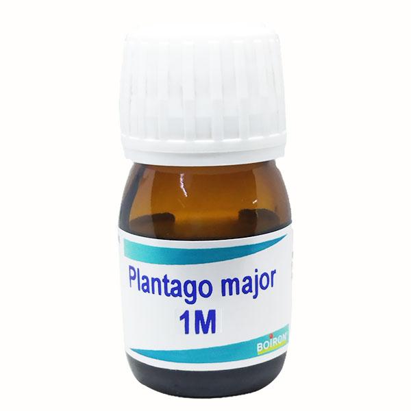 Netmeds | Boiron Plantago Major 1M Liquid 20 ml