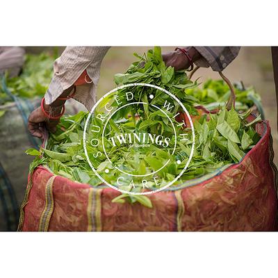 Twinings of London Pure Peppermint Tea Bag - Cool & Refreshing (25 x 1 gm) - Teas