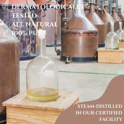 Essentia Extracts Pure Steam Distilled Essential Oil - Rosemary (Pack of 2 x 15 ml) 1's - Essential Oils