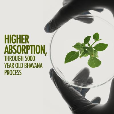 Kapiva Ashwagandha Gold Capsule 30's - Speciality Medicines