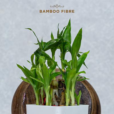 Pee Safe 100% Organic Cotton Biodegradable Sanitary Pads (Regular) 10's - Sanitary Napkins