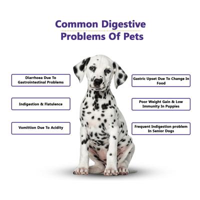 Petvit Pre & Probiotics Gut Health Powder for Dogs, Cats, Puppies & Kittens 20's - Pet accessories