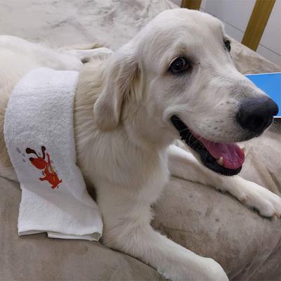 Capt. Zack Signature Hand Towel for Pets 1's - Pet Grooming