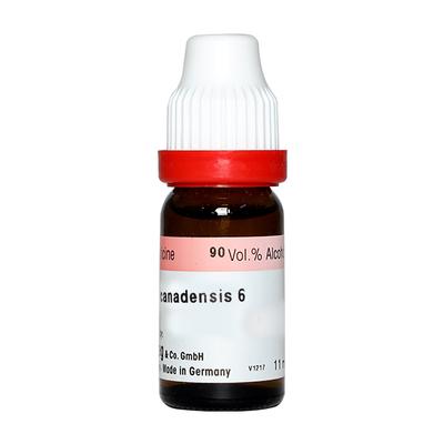 Dr. Reckeweg Collinsonia Canadensis 6 Liquid 11 ml - Dilutions