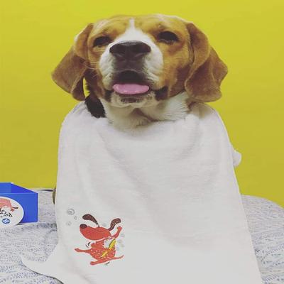 Capt. Zack Signature Hand Towel for Pets 1's - Pet Grooming