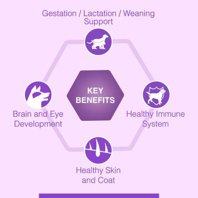 Canine Creek Starter Dry Dog Food, Ultra Premium 4000 gm - Petfood