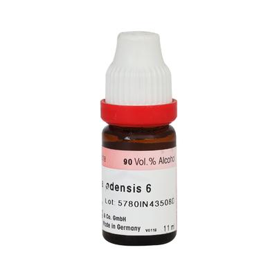 Dr. Reckeweg Sanguinaria Canadensis 6 Liquid 11 ml - Dilutions