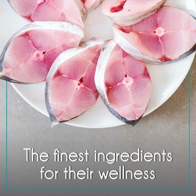 Purepet Ocean Fish Kitten Cat Food 1200 gm - Petfood