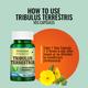 Morpheme Remedies Tribulus Terrestris Caps - 500mg Extract 60's - Herbal Dietary Supplement