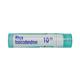 Boiron Ruta Graveolens 10M Multi Dose PELLETS 4 GM - Speciality Medicine