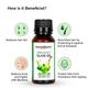 Greenberry Organics Organic Olive Oil 50 ml - Essential Oils