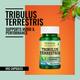 Morpheme Remedies Tribulus Terrestris Caps - 500mg Extract 60's - Herbal Dietary Supplement