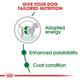 Royal Canin Mini Adult Dog Food - (All Small Dogs Upto 10 kg) 4 kg - Petfood