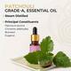 Core & Pure Grade A Essential Oil - Patchouli 12 ml - Essential Oils