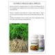 Ayursun Shatavari Capsule 50's - Pure Herbs