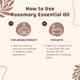 Essentia Extracts Pure Steam Distilled Essential Oil - Rosemary (Pack of 2 x 15 ml) 1's - Essential Oils