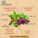 La nature's Tulsi Drops 30 ml - Health Products