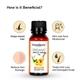 Greenberry Organics Organic Apricot Kernel Oil 50 ml - Essential Oils