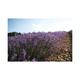 L'Occitane Lavender Shower Gel 75ml - Shower Gels & Body Wash