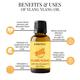 Essentia Extracts Pure Essential Oil Combo (Lavender 15 ml + Tea Tree 15 ml + Ylang Ylang 15 ml) 1 ml - Essential Oils