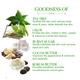 TAC The Ayurveda Co. Tea Tree & Giloy Sugar Soap (Pack 3 x 300 gm) - Personal Care (Ayush)