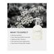 Raw Nature Hand & Body Lotion - Helichrysum & Sage 150 gm - Lotions & Creams