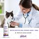Petvit Oral Hygiene Liquid - All Breeds of Dogs & Cats 100 ml - Petfood