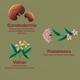 Foresta Organics Kidney Detox Vegan Capsule 60's - Speciality Medicines