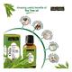 Indus Valley Essential Oil - Tea Tree 15 ml - Personal Care (Ayush)