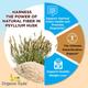 Organic Veda Psyllium Husk Powder 227 gm - Pure Herbs