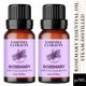 Essentia Extracts Pure Steam Distilled Essential Oil - Rosemary (Pack of 2 x 15 ml) 1's - Essential Oils